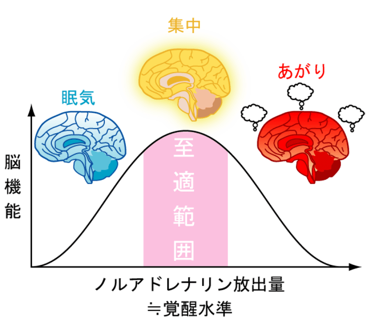 ノルアドレナリンの放出量と覚醒水準のグラフ